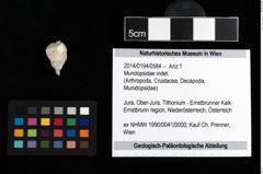 Foto (Objekt + Etikett) von Mundopsidae indet.  (NHMW-GEO-2014-0194-0584)